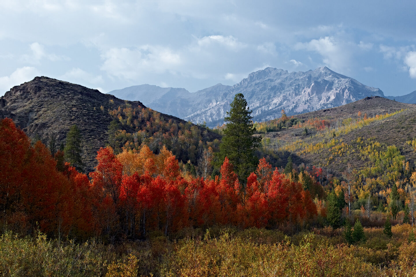 Late afternoon in the Boulder Mountains of Idaho at the height of the fall colors