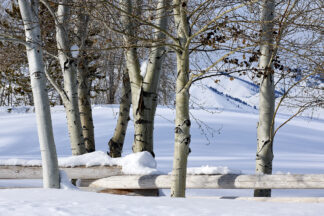Aspens on a Winter Afternoon ©