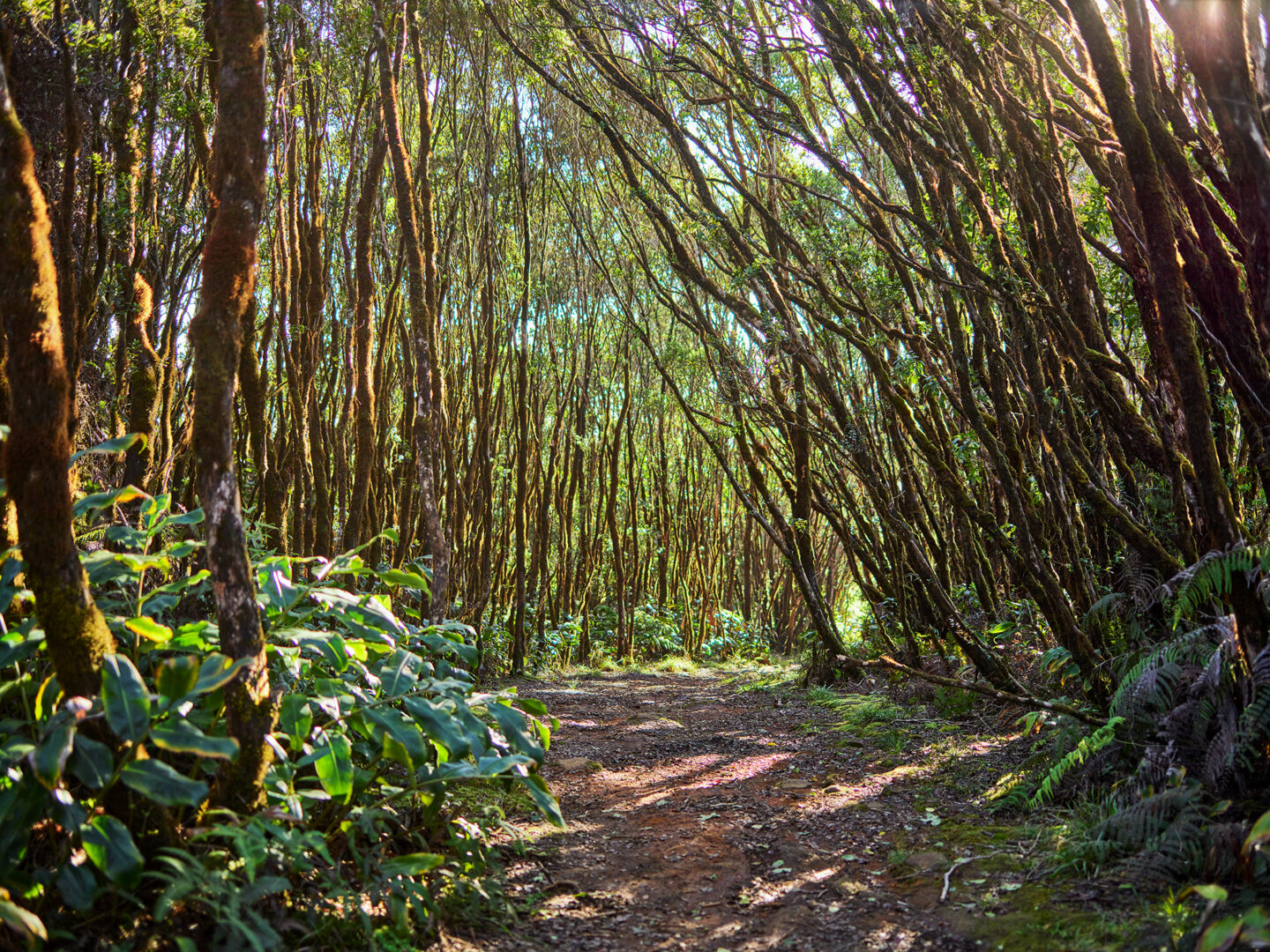 Along the Phia Trail