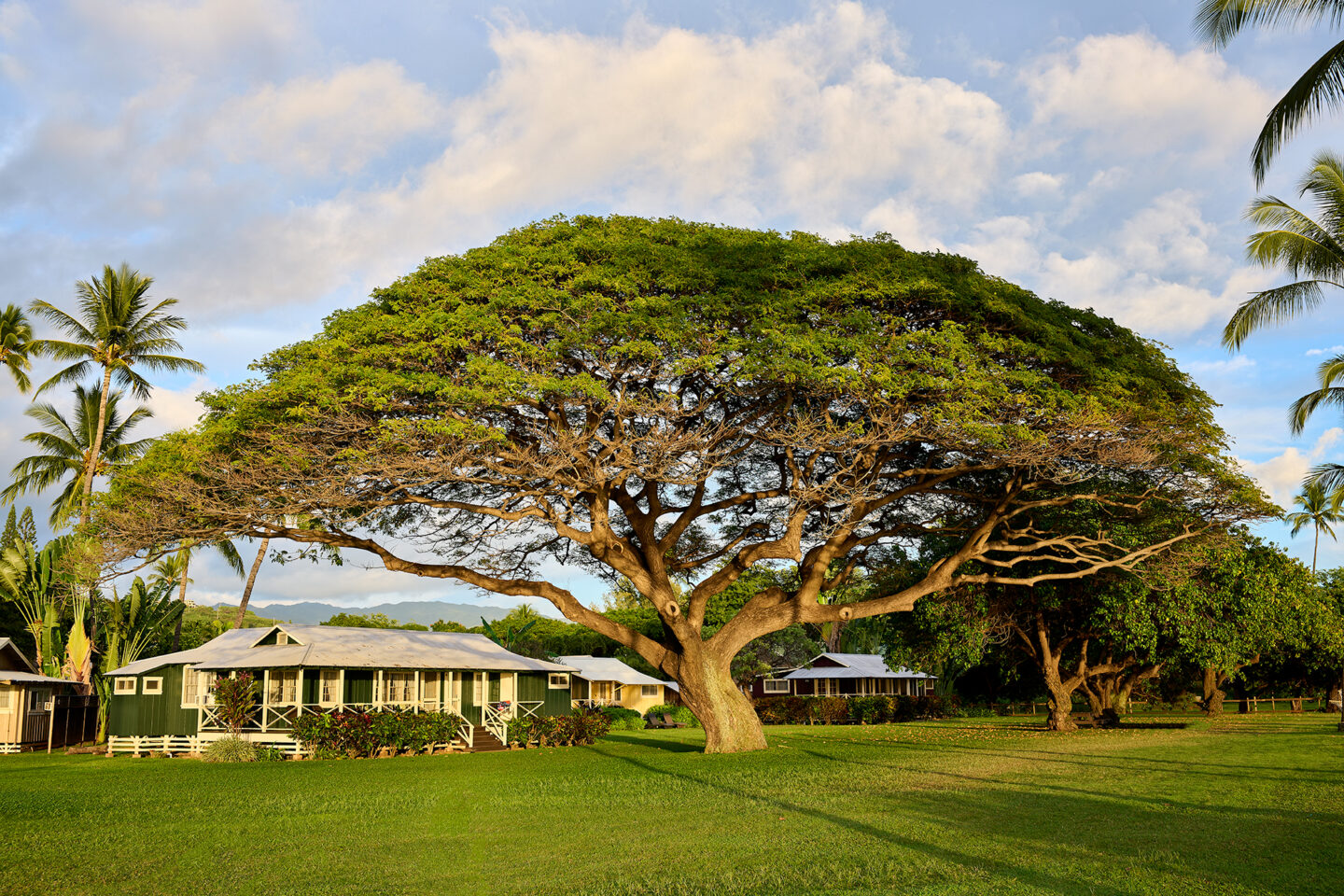 Big Tree at Sunset Plantation Cottages