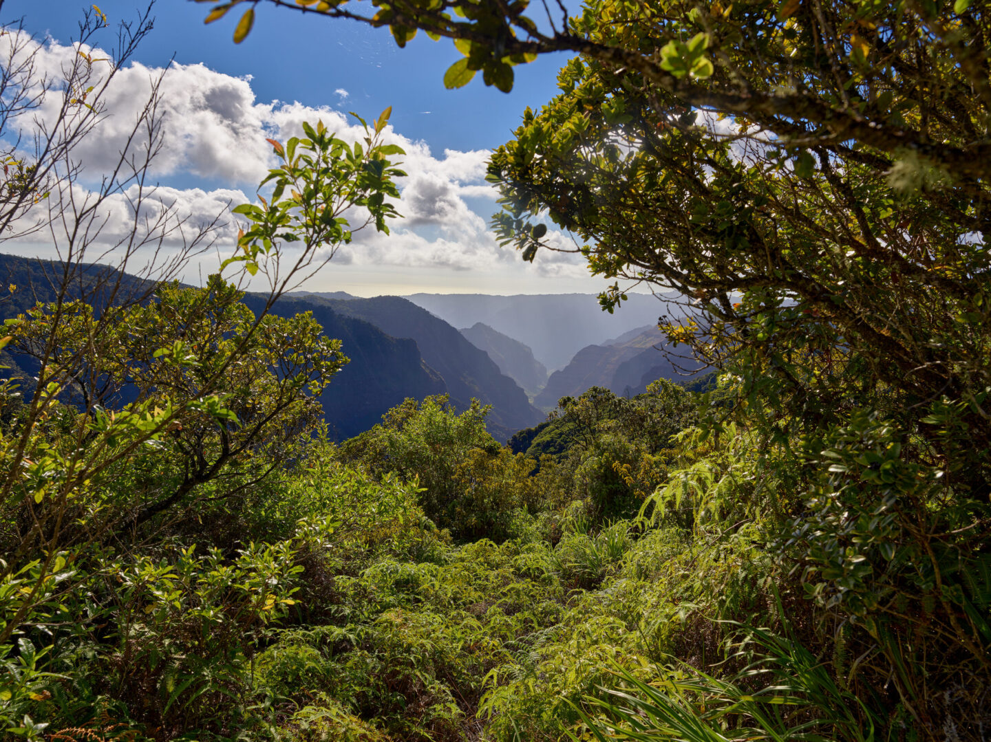 Deep in The Heart of the Alakai Wilderness