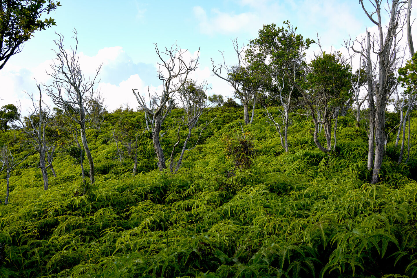 Ferns on the Honopu