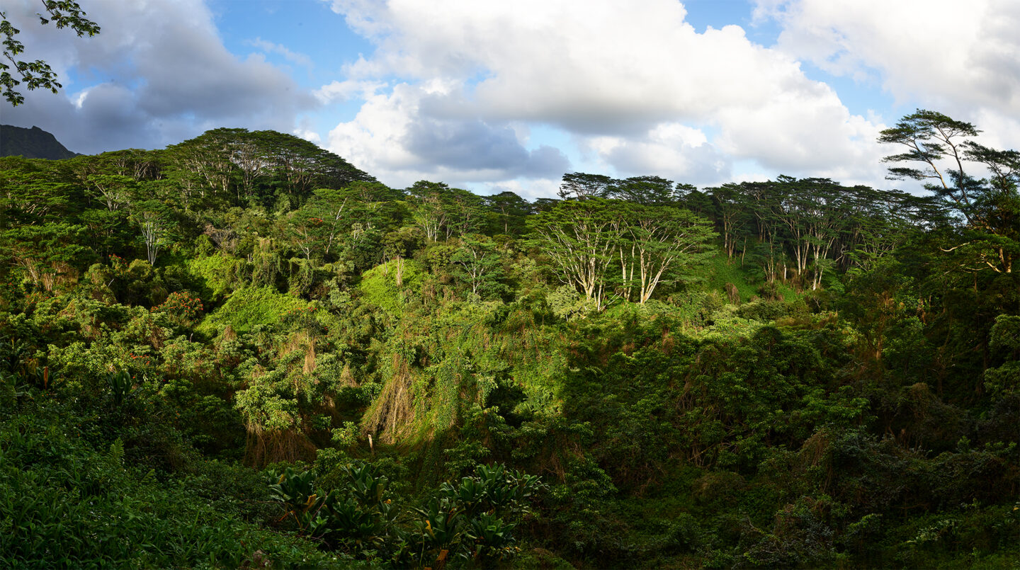 Kuilau Ridge Trail Enchanting as it Gets