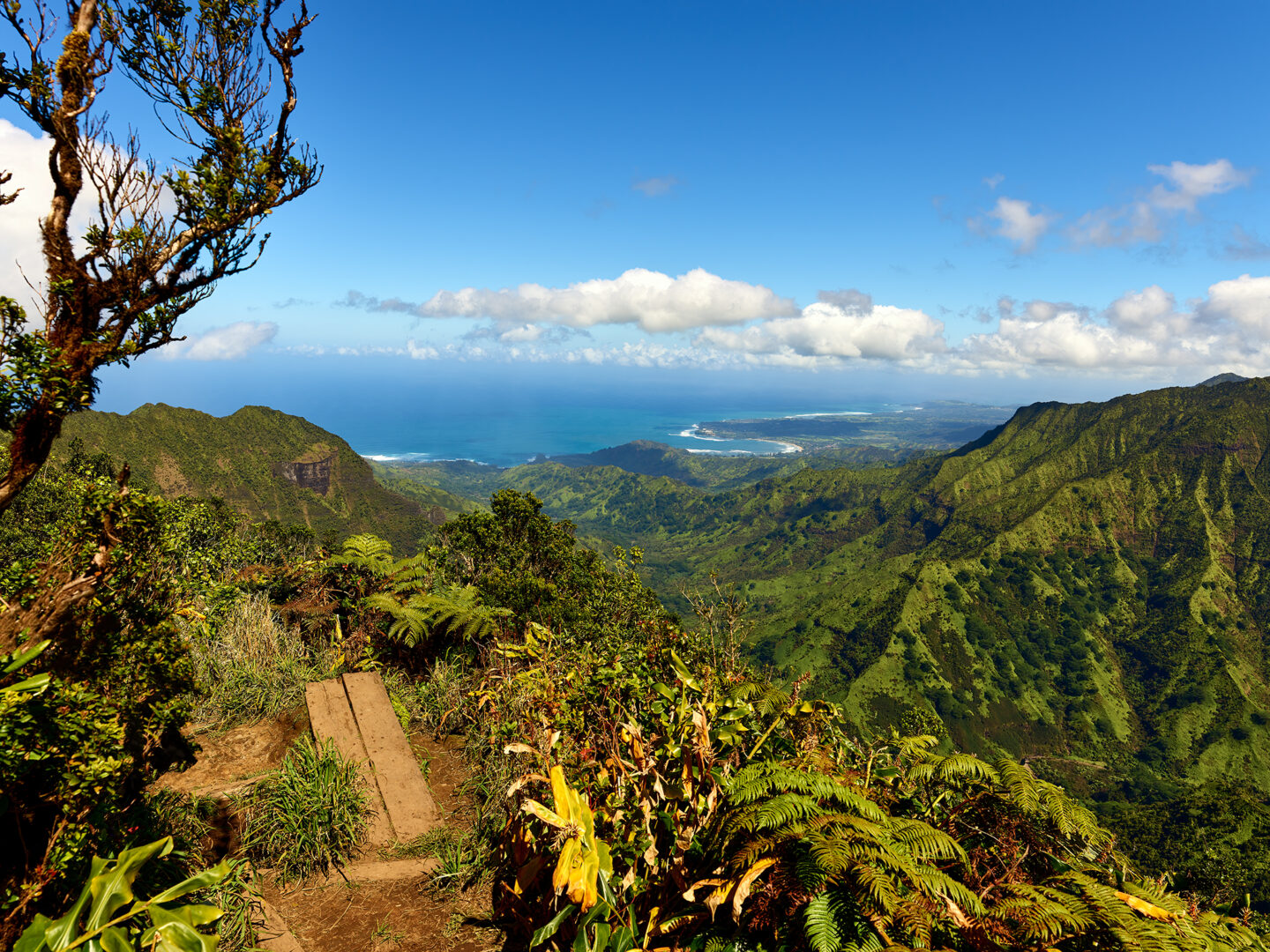 On The Lookout at Kilohana