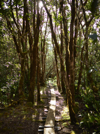 The Boardwalk of the Ala'kai Trail