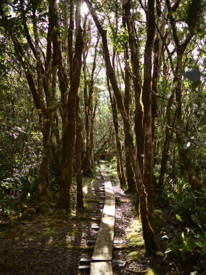 The Boardwalk of the Ala'kai Trail