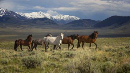 Wild Horses of Idaho, Challis Basin HMA