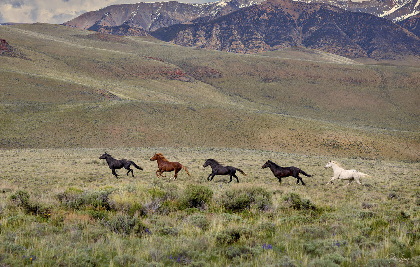 Idaho; Challis Basin HMA; Wild Mustangs; Horses; herds; BLM;